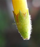  Calyx
